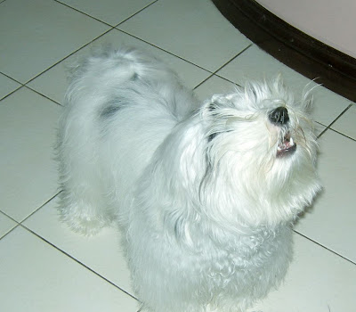 havanese housebreaking problems barking dogs havanese fanciers of canada havanese housebreaking problems barking dogs havanese fanciers of canada